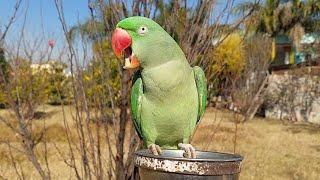 Female Alexandrine Parrot Natural Voice