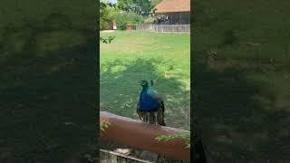 Peacock at the Reid Park Zoo