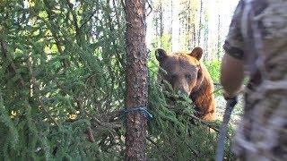 Big bear bumps into traditional archer's arrow