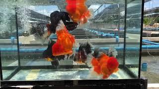 Rose Tail Thai Oranda - Show Quality