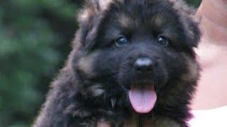 Show Quality Heavy Bone Long Hair German Shepherd Puppies Available In Jharkhand. #GSDPuppies #GSD