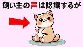 猫のかわいい雑学【23選】猫の行動がもっと理解できる豆知識 #雑学 #豆知識 #トリビア