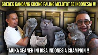 GREBEK KANDANG KUCING PALING MELOTOT SE INDONESIA !! MUKA SEANEH INIBISA INDONESIA CHAMPION !!