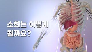 음식의 소화는 어떻게 이루어질까? 소화기관 및 흡수 과정