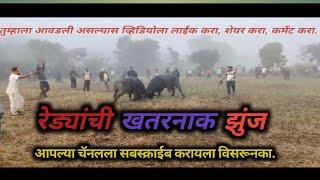 रेड्यांची खतरनाक झुंज - Bull Fights In Maharashtra @aha telugu#unstoppable#bullfightmaharashtra#झुंज