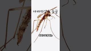 아바타 행성처럼 아름다운 동굴의 정체는?#shorts