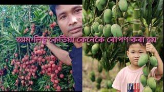 আম-লিচু কেনেকৈ, কেতিয়া ৰোপণ কৰা হয়।