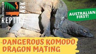 KOMODO DRAGON MATING (LIVE FOOTAGE) | AUSTRALIAN REPTILE PARK