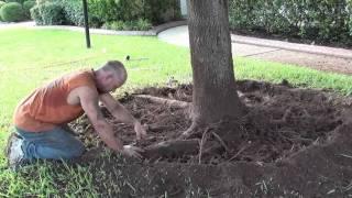 Tree Service Shreveport - Root Pruning and Girdled Roots