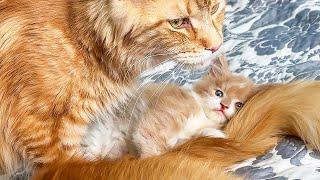 LET'S TO GET KNOW BARBIE'S MAINE COON KITTENS/Cat sent the kittens to her grandmother in the village