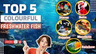 5 Most Colorful Freshwater Fish for Aquarium