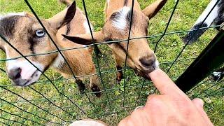 Use goats to test the quality of your fence  GOAT ESCAPE part infinity | Help us name a duck!