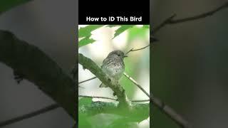 Do you recognize this bird?