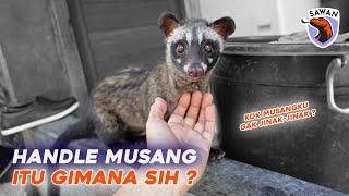 CARA HANDLE MUSANG YANG BENER ITU GIMANA YA ?! #SAWAN