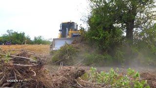 Incredible! Dozer Shantui Forest clearing  Perfect Powerful Strongly Mighty