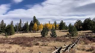 Rocky Mountains - Kenosha Pass - Aspen leaves #travel