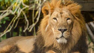 Discover the Asiatic Lion: 10 Facts That Make It Stand Out from African Lions