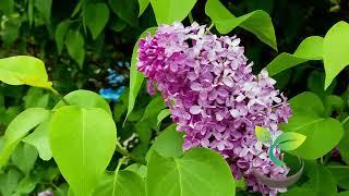  Planting a Lilac Bush From Seed Made Easy