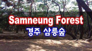 Samneung Forest, 경주 삼릉숲 #경주 #삼릉 #삼릉숲 #남산 #Gyeongju