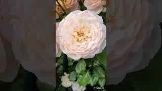 Шраб Элизабет Стюарт,Гийо,Массад.Франция 2003год.