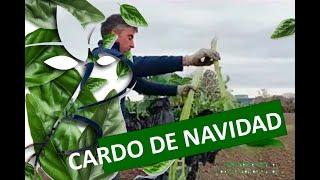 Cardo blanco de Navidad.  | Huerta Barbereta