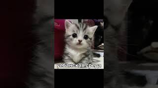 Котики и дни недели #озвучка #мемы #котики #котикиозвучка #ебучиеднинедели