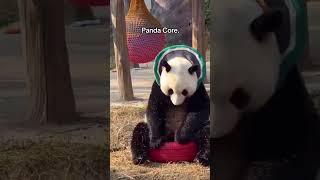 Panda core #foryou #panda #shorts #core