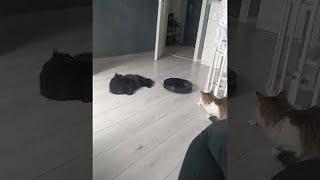 Robot Vacuum Runs Over Cat's Tail || ViralHog