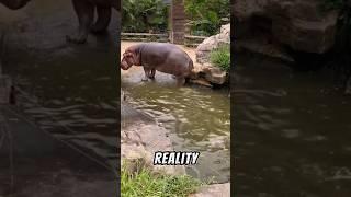 This Is Why Hippos Spread Their Poop Around!