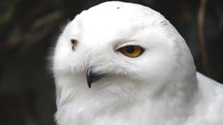 Snowy Owl Sound | Snowy Owl Sound Effect | Owl Noises | Nature Sounds | No Music