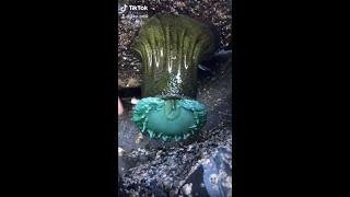 Oddly Satisfying Sea Animal Compilation! - by Jake Colvin