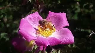 How do honey bees collect nectar from Flower