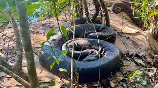 ENCONTRAMOS A MAIOR SUCURI DO BRASIL! CAÇADORES DE ANACONDAS - EPISÓDIO 1