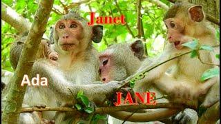 Ada Break Janet ! Janet for Sad Face after Baby Ada monkey disturb Milk time | Janet monkey