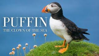 Puffin Fun Facts for Kids | Meet the Clowns of the Sea