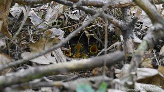 #4 - Wood Warbler (Phylloscopus sibilatrix) - Świstunka leśna