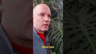 Как выглядит монстера?