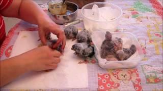 3-4 week old baby Green Cheek Conures