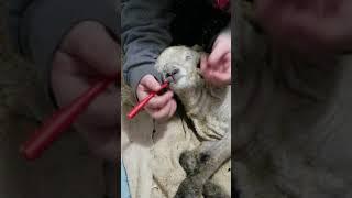 Stomach tubing a newborn lamb