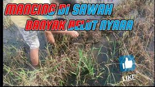 MANCING DI SAWAH BANYAK BELUT NYA