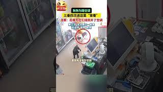 社会百态 | 安徽合肥，狗狗为蹭空调，三番四次进店里“查看”，店家：最近它们每天都会来，后来为它们提前开了空调。