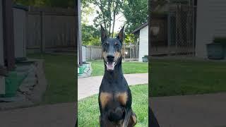 Yeah You #dog #funny #puppy #doberman #dobermanpinschers #dobermanpuppy #dogsfunny