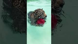 Jaguar Swimming But No Sharing! ADORABLE