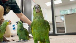 Baby parrots seized from smuggler cared for in Florida