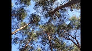 Warm Spring Days and Pine Cones