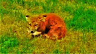 A FOX In a Field