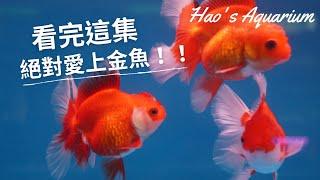 看完這集絕對愛上金魚!! Feat.悠悠水族