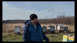 Первый облёт пчёлок! Ответы на вопросы и коментарии. Прием заявок на маток #пчеловодство #beekeeper