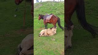 Baby Horse With Mom at Azad Kashmir #danishahmedvlogs #ytshorts #shorts