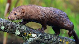 Hunting and Fishing American Mink | Film studio aves